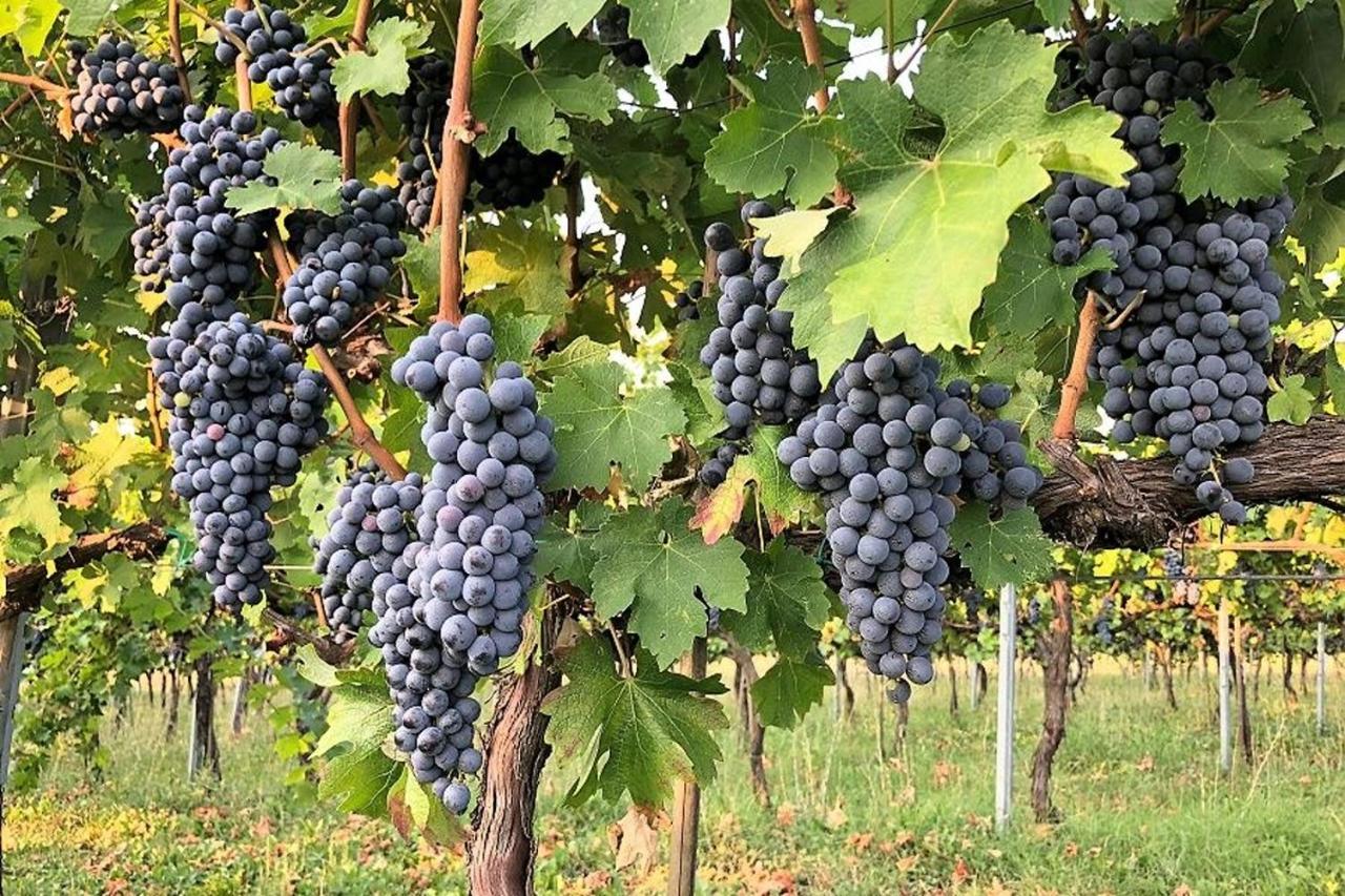 Agriturismo Podere Prasiano Marano sul Panaro Екстериор снимка